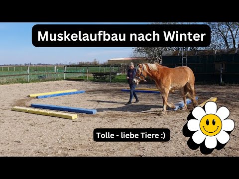 Pferde Muskel Kraft Aufbau. Erstes Training nach dem Winter. Longieren in Stellung mit Zeit Schema