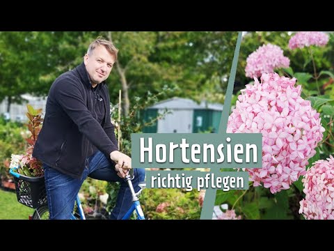 Hortensien richtig pflegen | MDR Garten