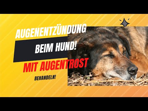 Tierheim Hund Augenentzündung. Tierarzt Salben und Tropfen halfen nicht. Augentrost brachte Erfolg!