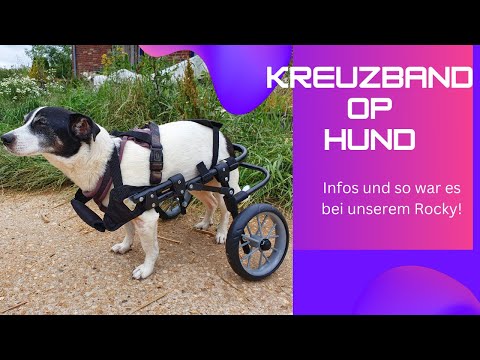 Hund Kreuzband Operation (OP) mit Bandersatz Leider hielt der Kreuzband bei unserem Rocky nicht lang
