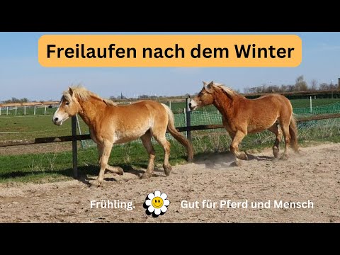 Freilaufen von Pferden eine sinnvolle Vorbereitung für das Training. Nach dem Winter folgt Frühling.