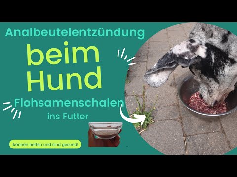 Hunde Analbeutel. Analdrüsenentzündung mit Flohsamenschalen alternativ behandeln und Vorbeugen!