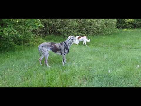 Dogge und Tierheim Hund aus Rumänien Spaziergang