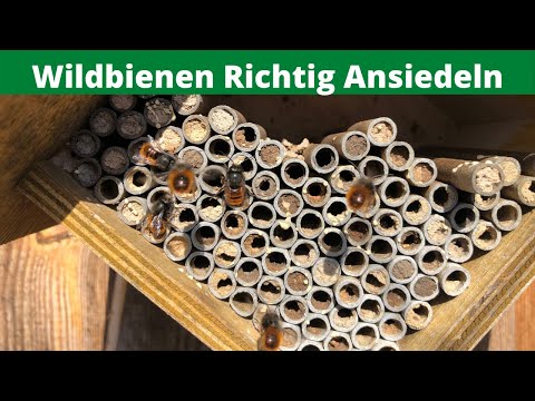 ⭐ Wildbienen richtig ansiedeln - Wie gut funktionieren die üblichen Nisthilfen für Wildbienen? ⭐