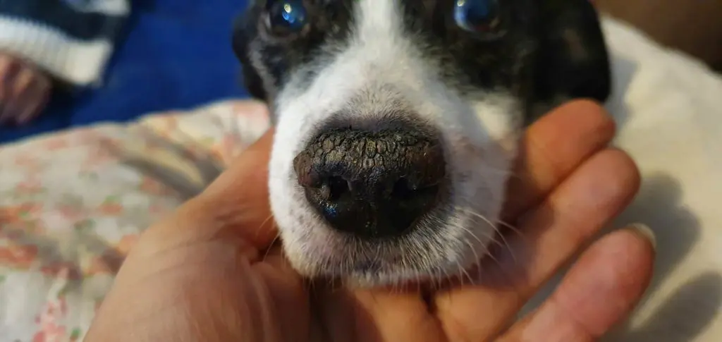 10 Jahre alter Hund Kruste Nase Schnauze durch Leishmaniose leishmanien