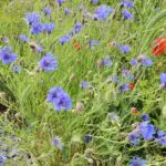 Lila Blumen Wiese Eifel