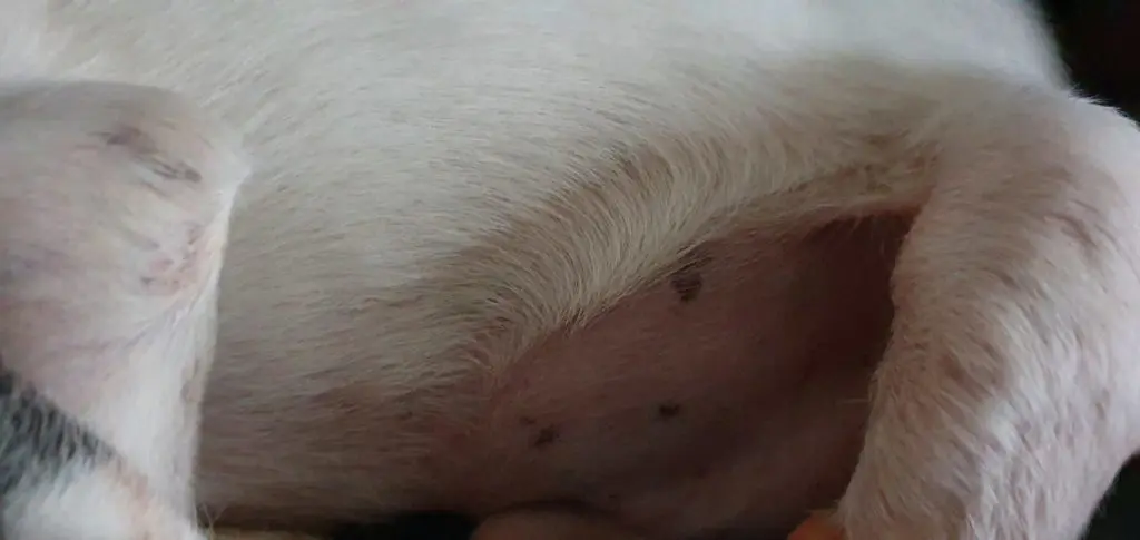 Hund Bauch schwarze Flecken und schuppige Haut 