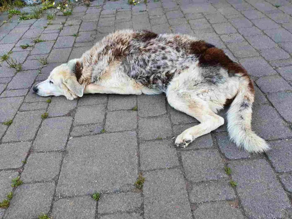 Hund mit MDR1 Gendefekt Hund mit MDR1 Gendefekt