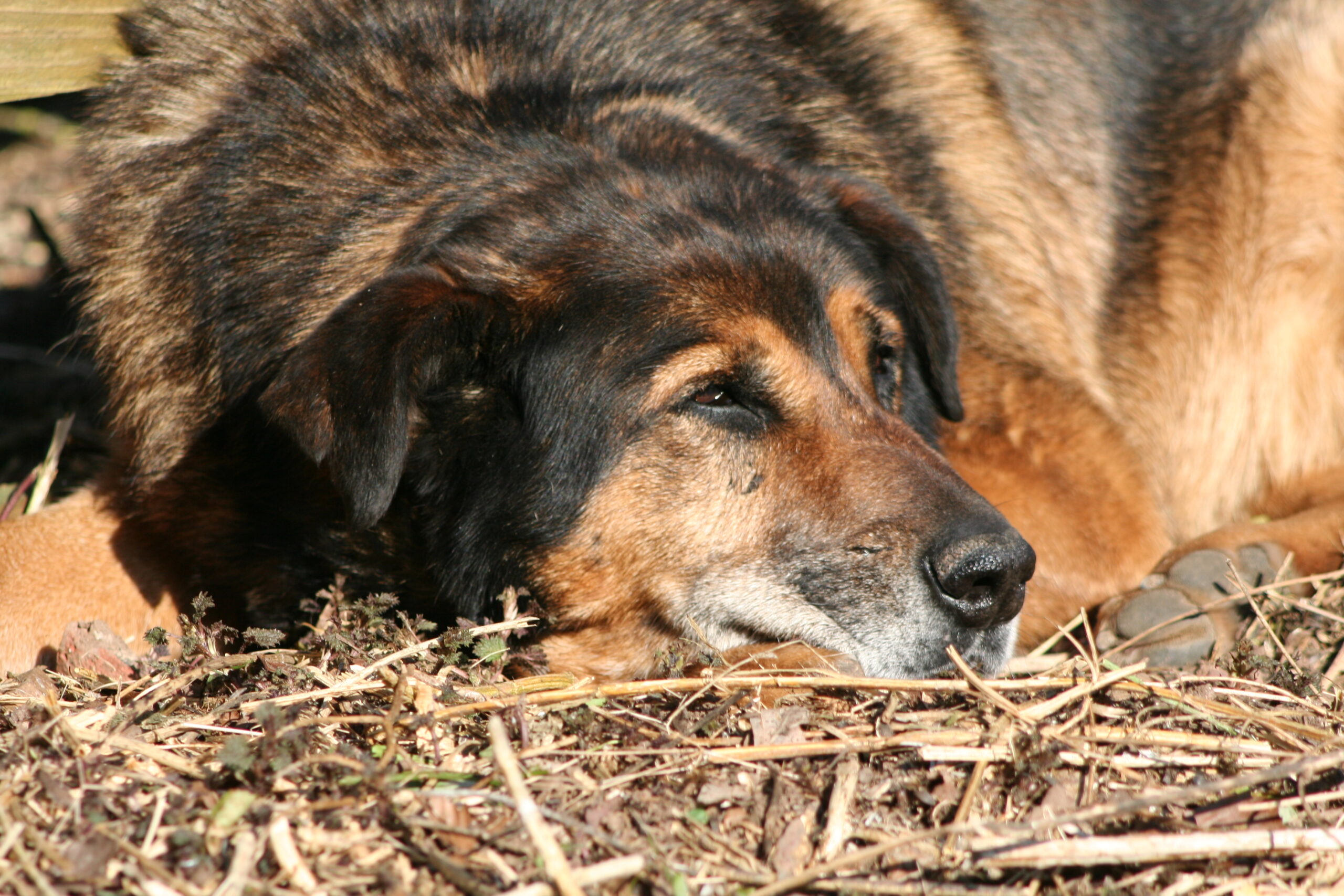 Analbeutelentzündung Hunde selber behandeln.