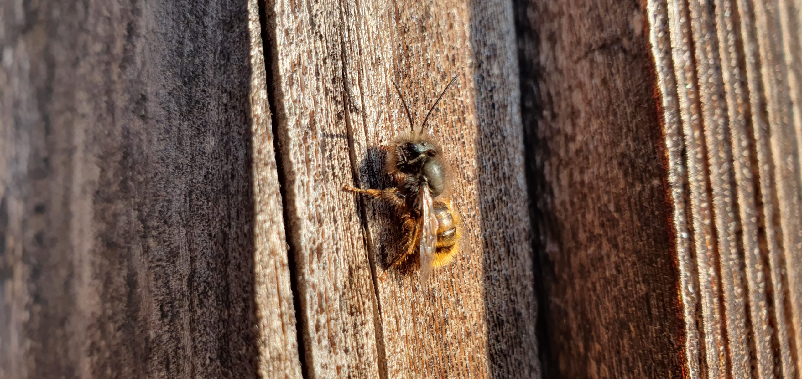 Wildbiene wärmt sich auf Holzfassade auf