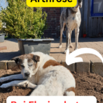 Borax bei Hund Florica aus Rumänien gegen Arthrose Erfahrungen