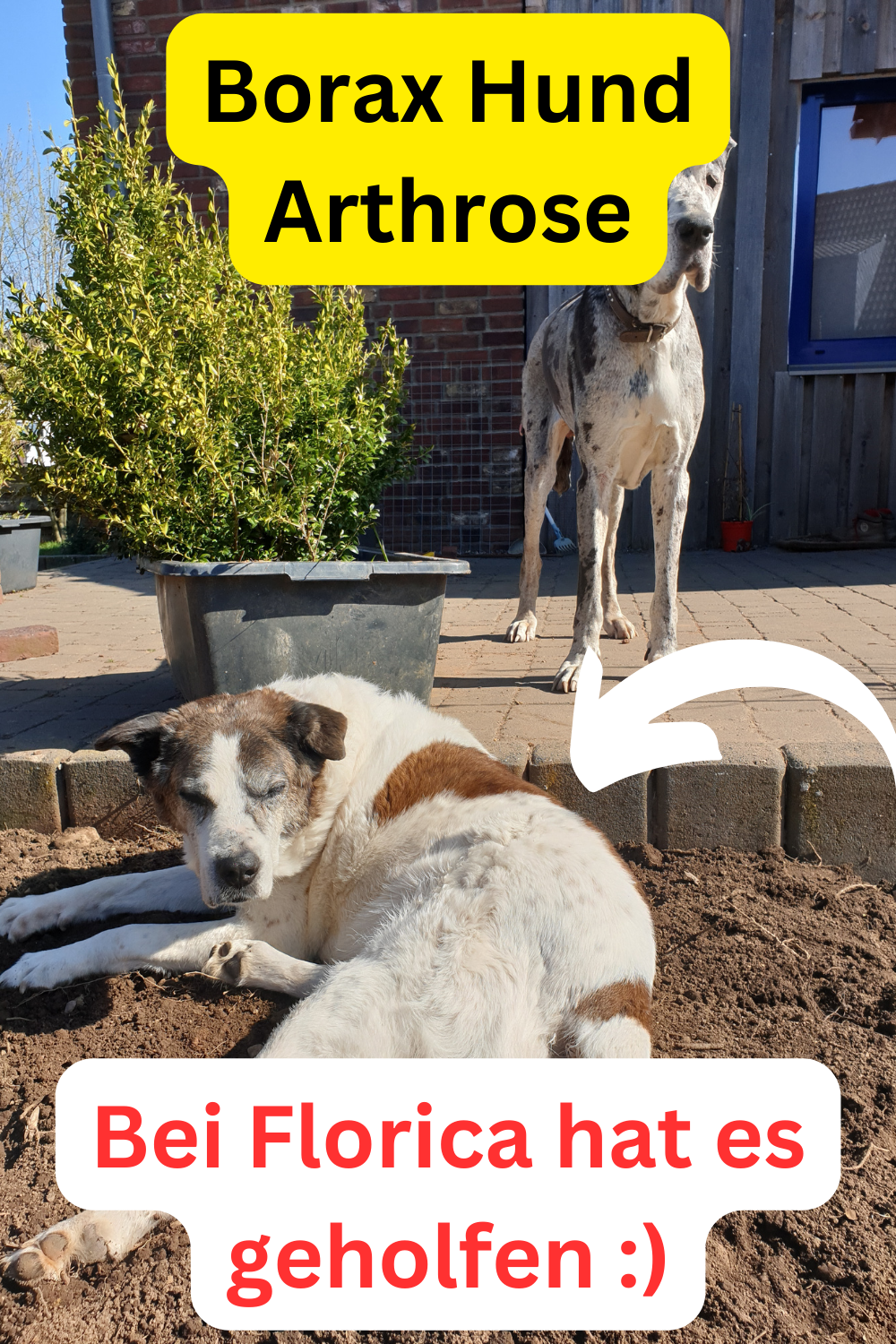 Borax bei Hund Florica aus Rumänien gegen Arthrose Erfahrungen