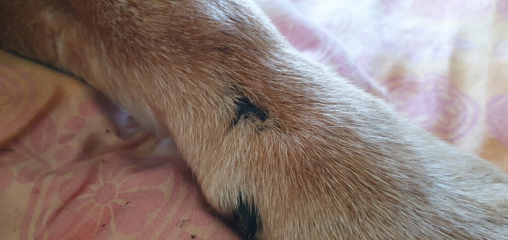 Die Operation Naht Fuß Hund Tumor Wucherung Entfernung alles OK.