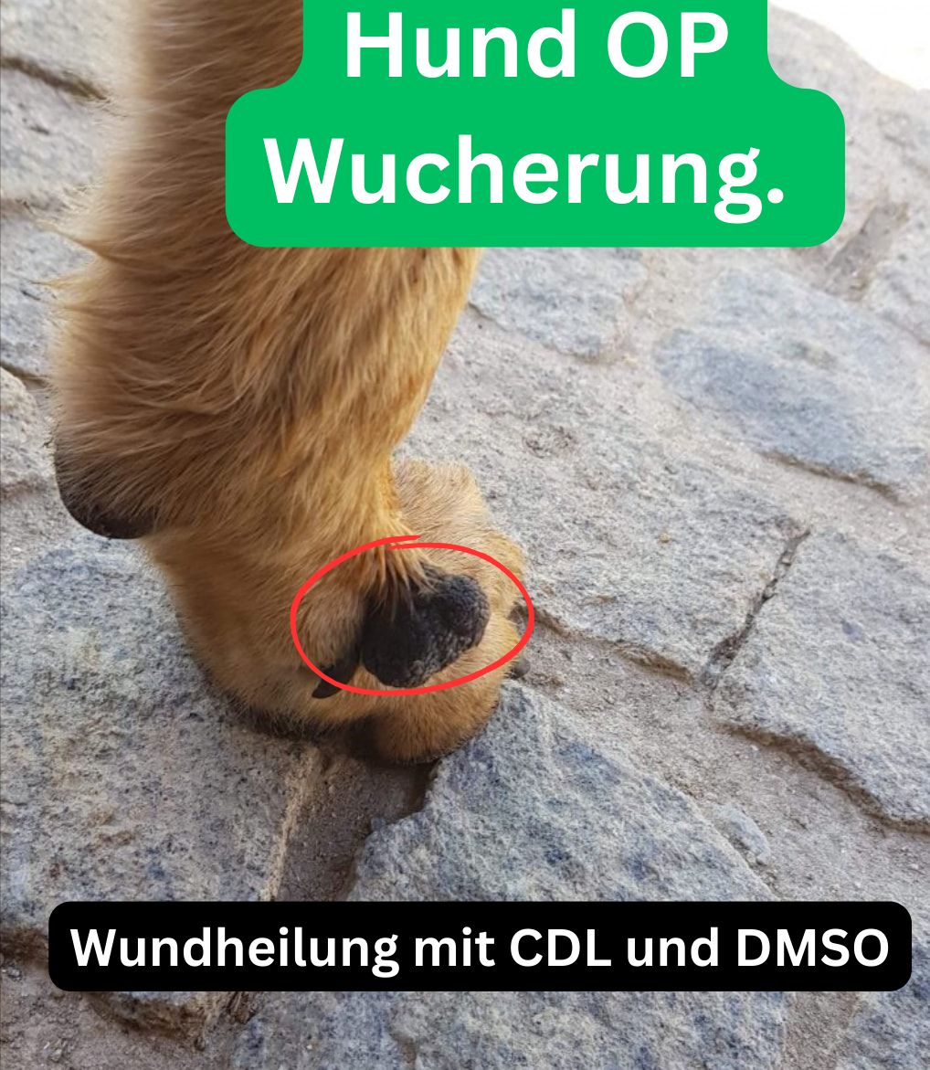 Hund Wundheilung OP Wucherung.