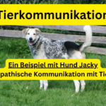 Tierkommunikation Ein Beispiel mit Hund Jacky Telepathische Kommunikation mit Tieren