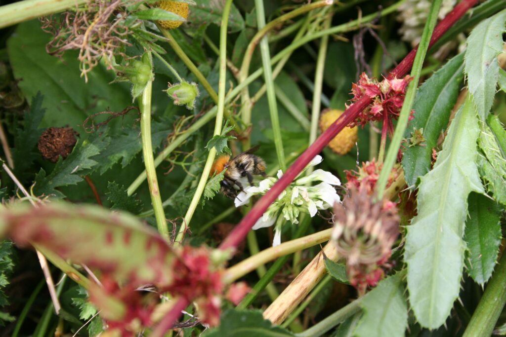 Garten 2 085