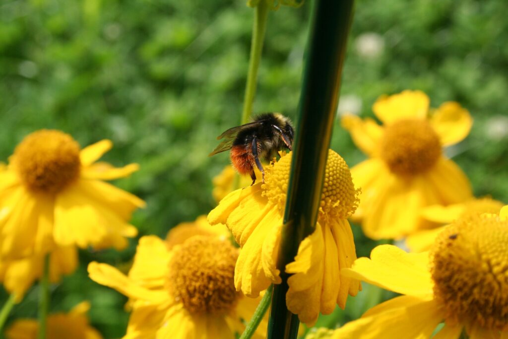 Garten 2 086