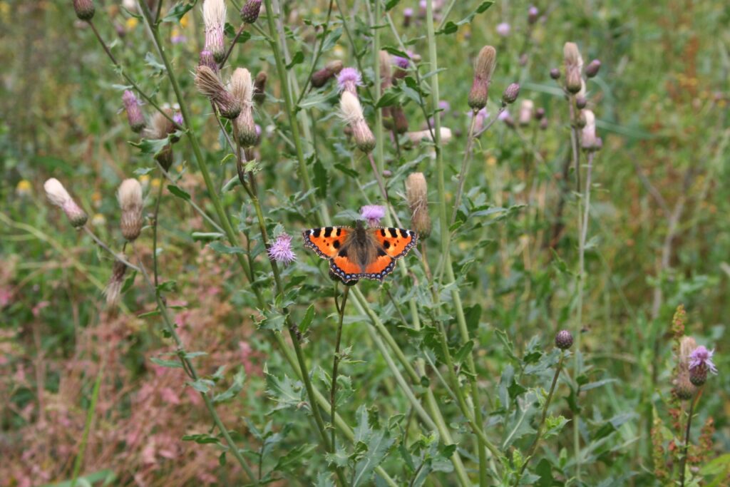 Schmetterling Kleiner Fuchs im Naturgarten 3